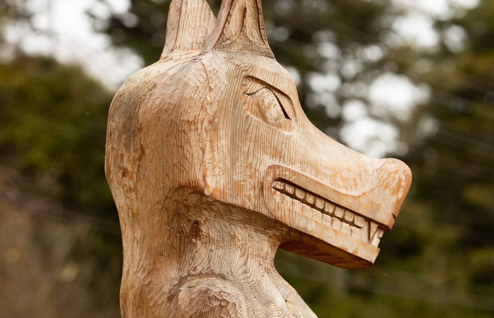 qʷayac̓iik (wolf)