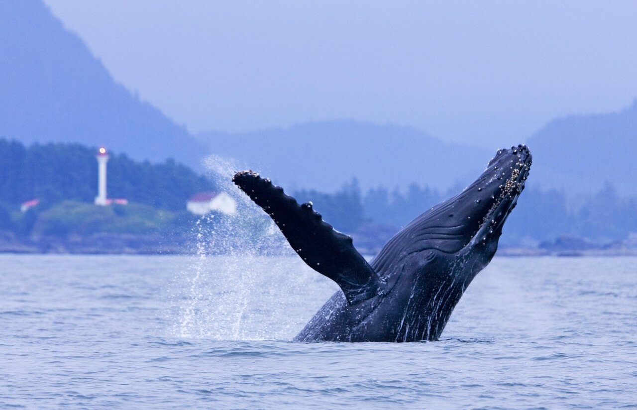 ihtuup (Baleen Whale)